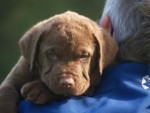 Baron Duck 6,5 week
